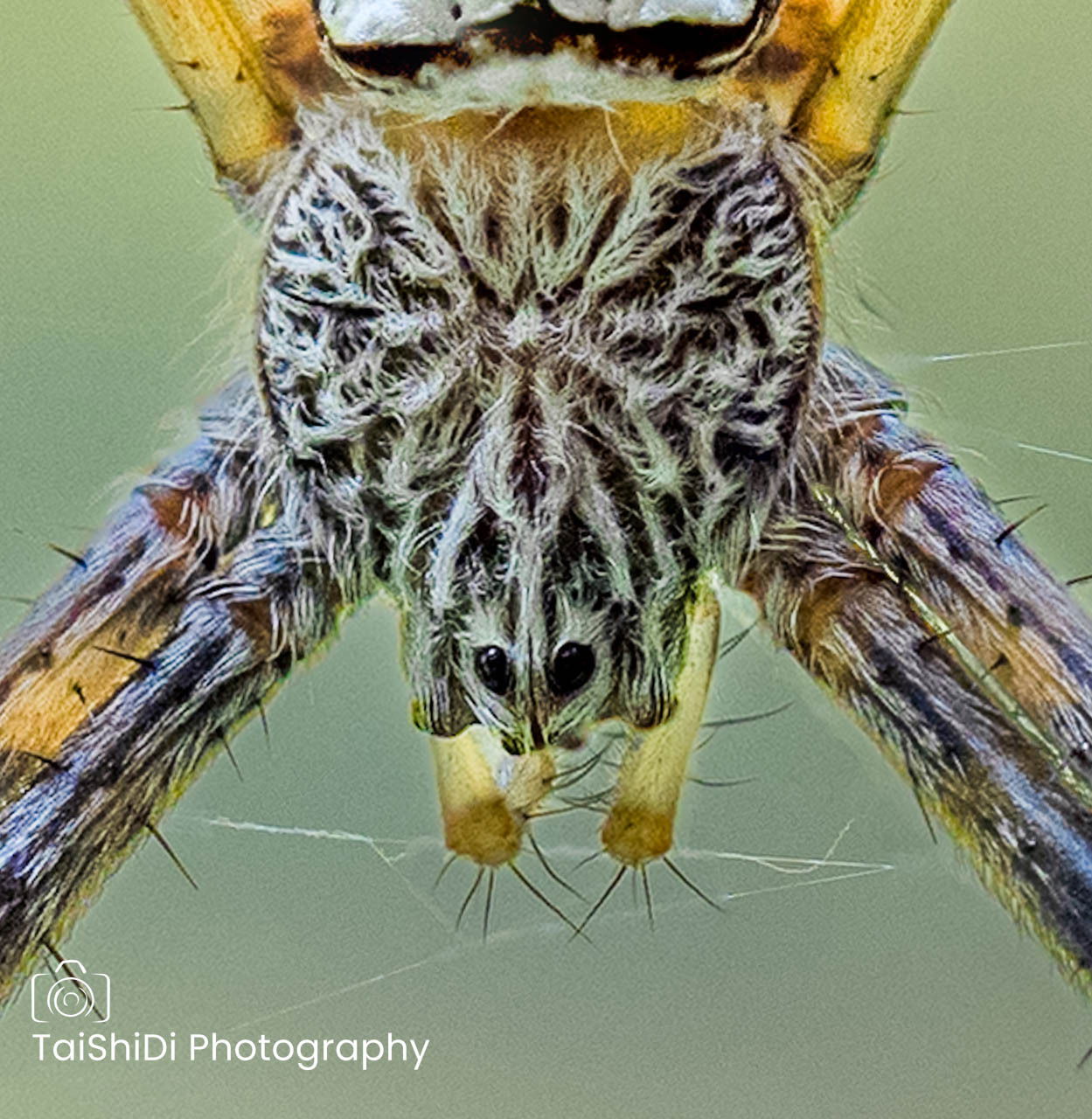 St Andrews Cross spider