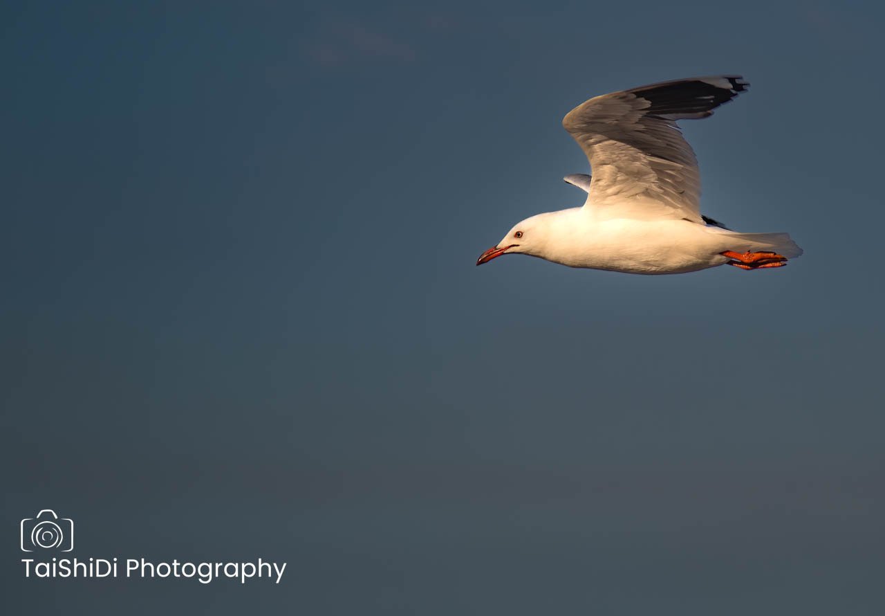 Seagull in flight over Cairns, Queensland