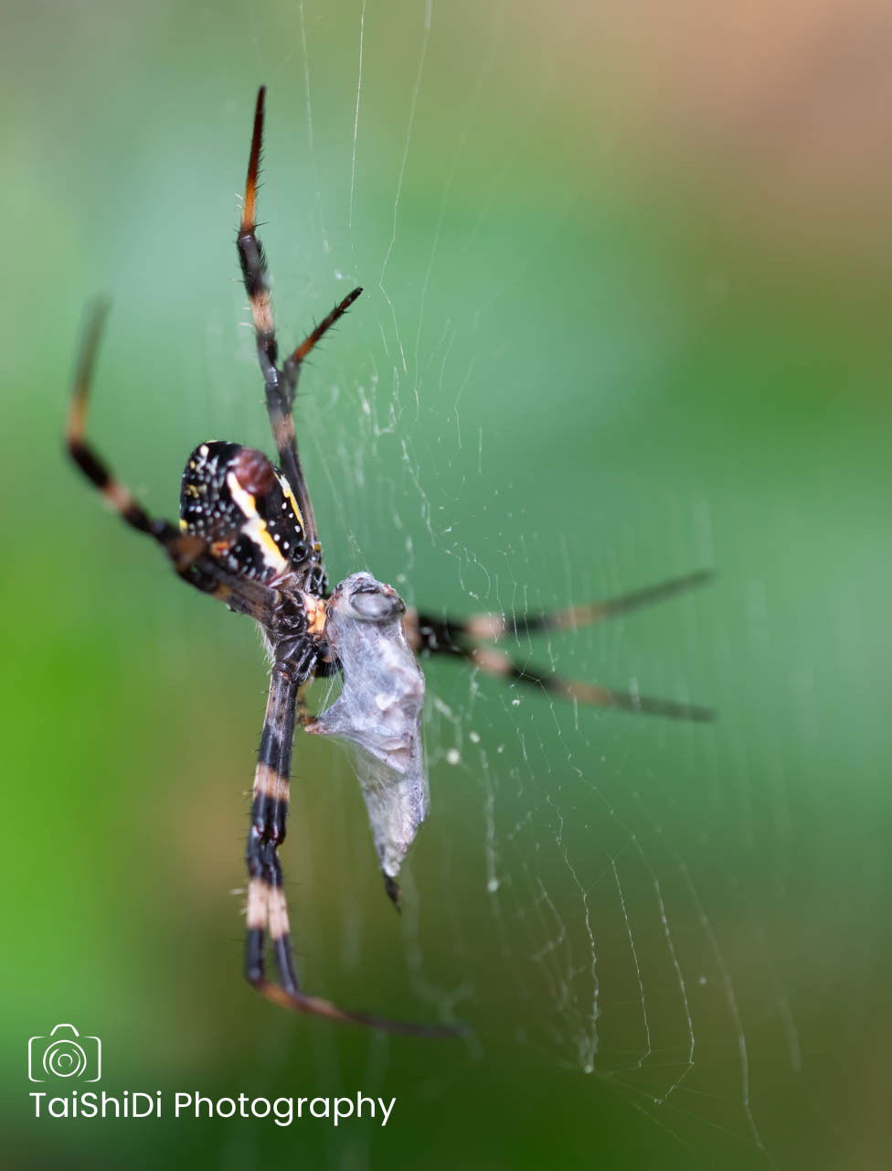 St Andrews Cross spider devouring a Marsh Fly