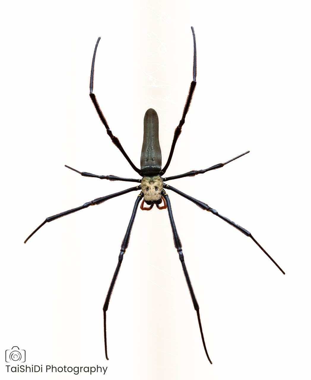 Giant Orb Spider (female)