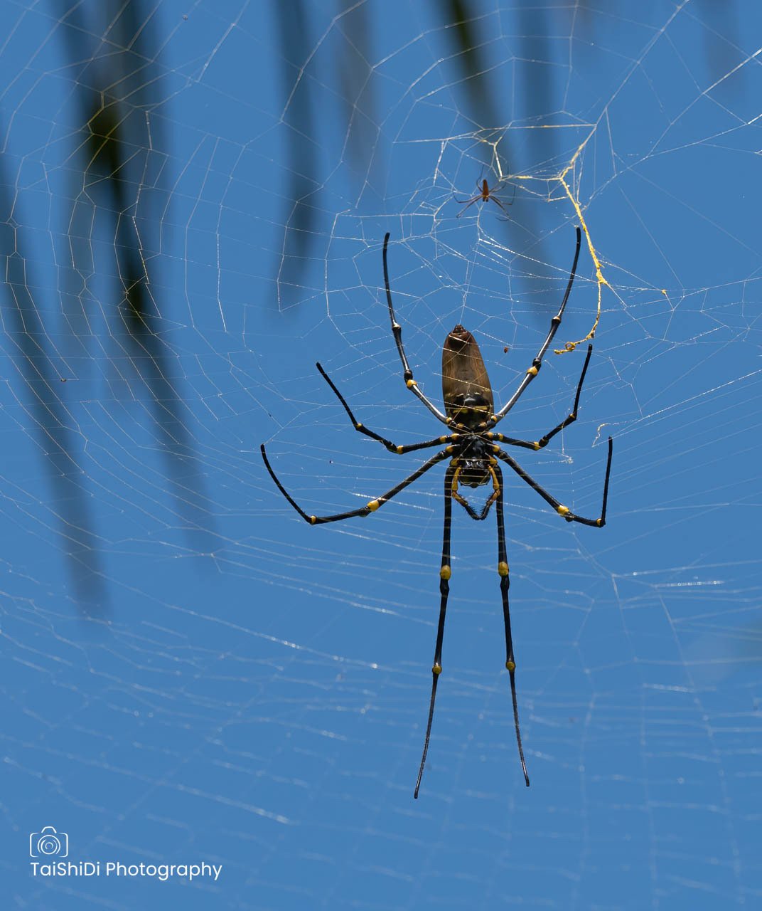Giant Orb Spider (female)