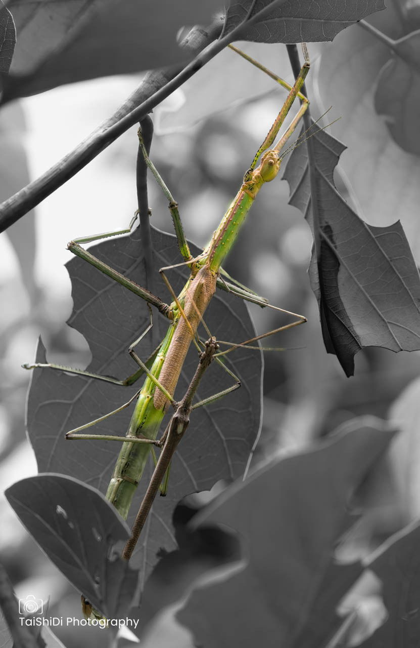 Stick Insect (female) with smaller mating male on her back
