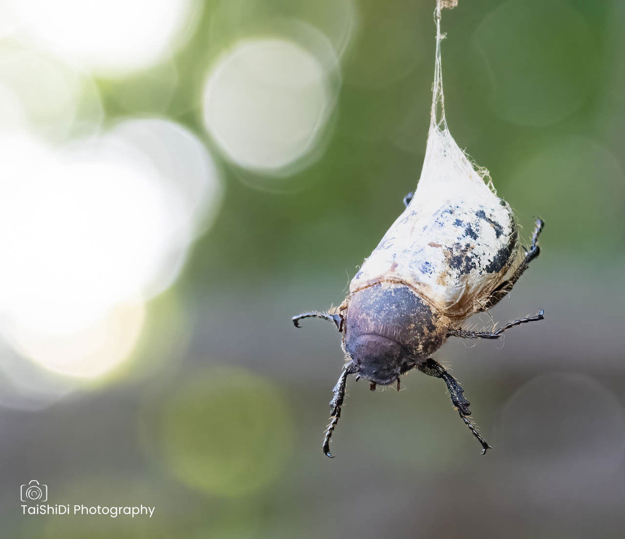 Cane beetle cocooned in spider web