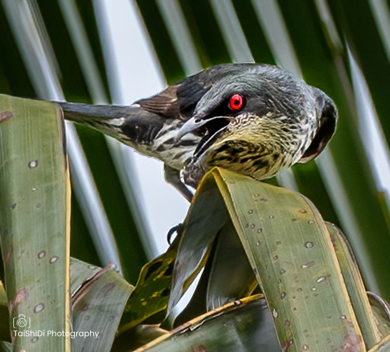 Metallic Starling (immature)