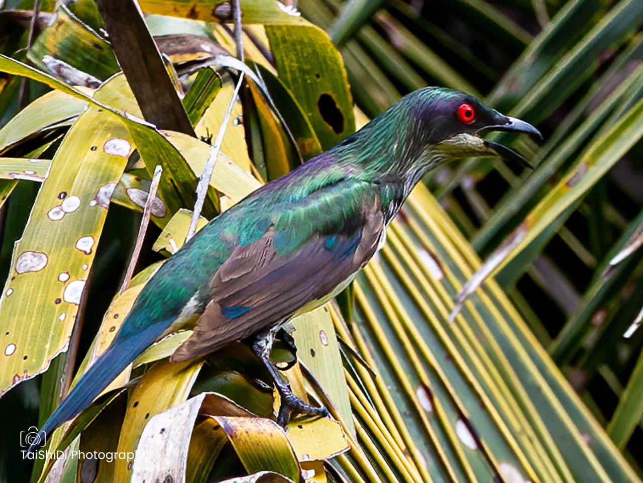 Metallic Starling (immature)