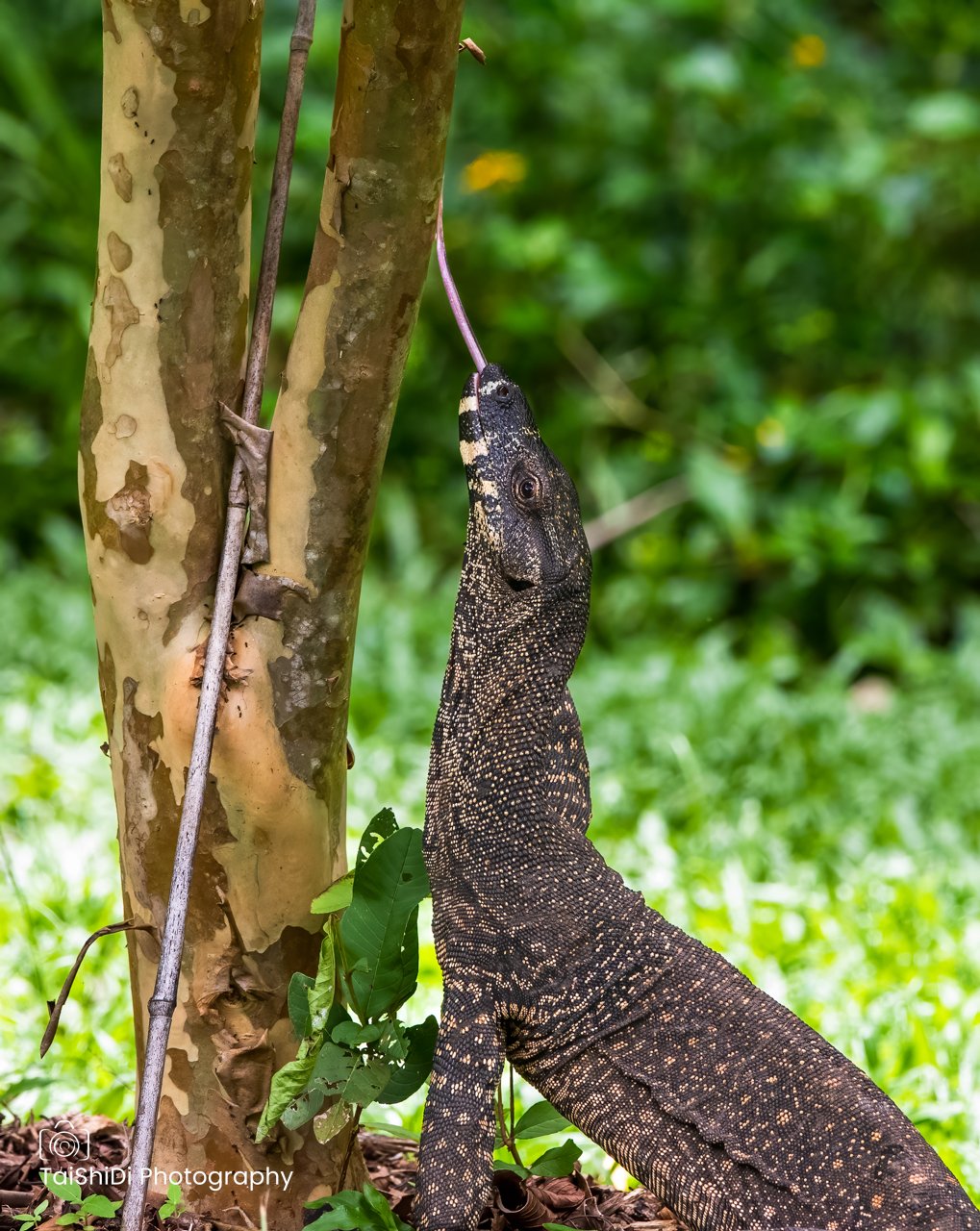 Goanna inspecting tree with stick insect above!