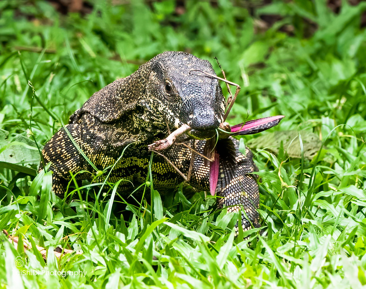 Goanna with Stick Insect