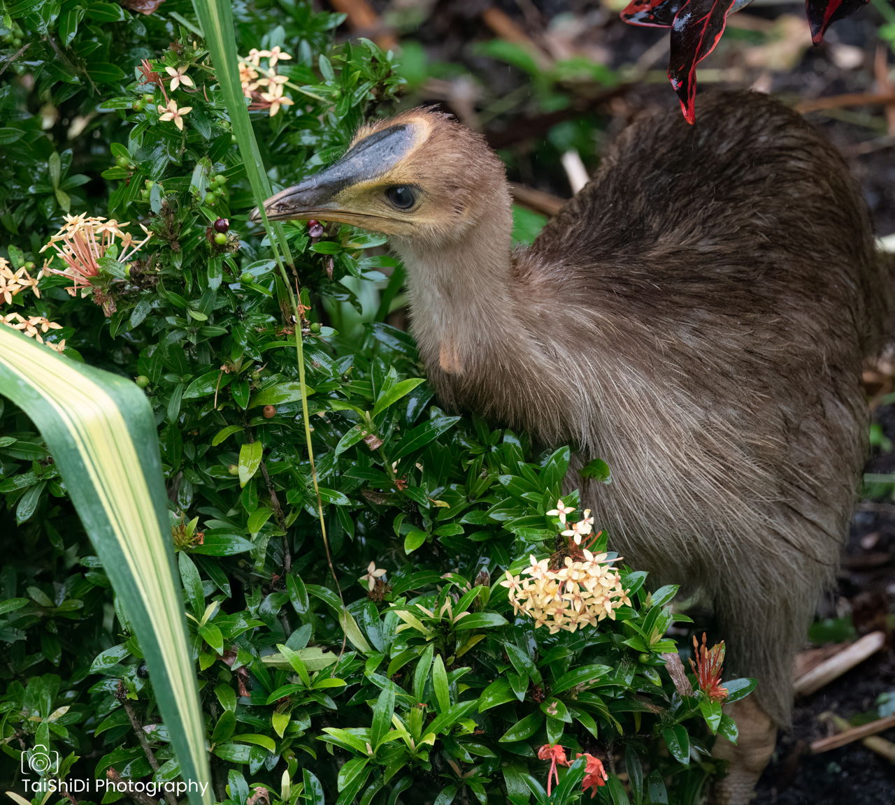 Juvenile Southern Cassowary
