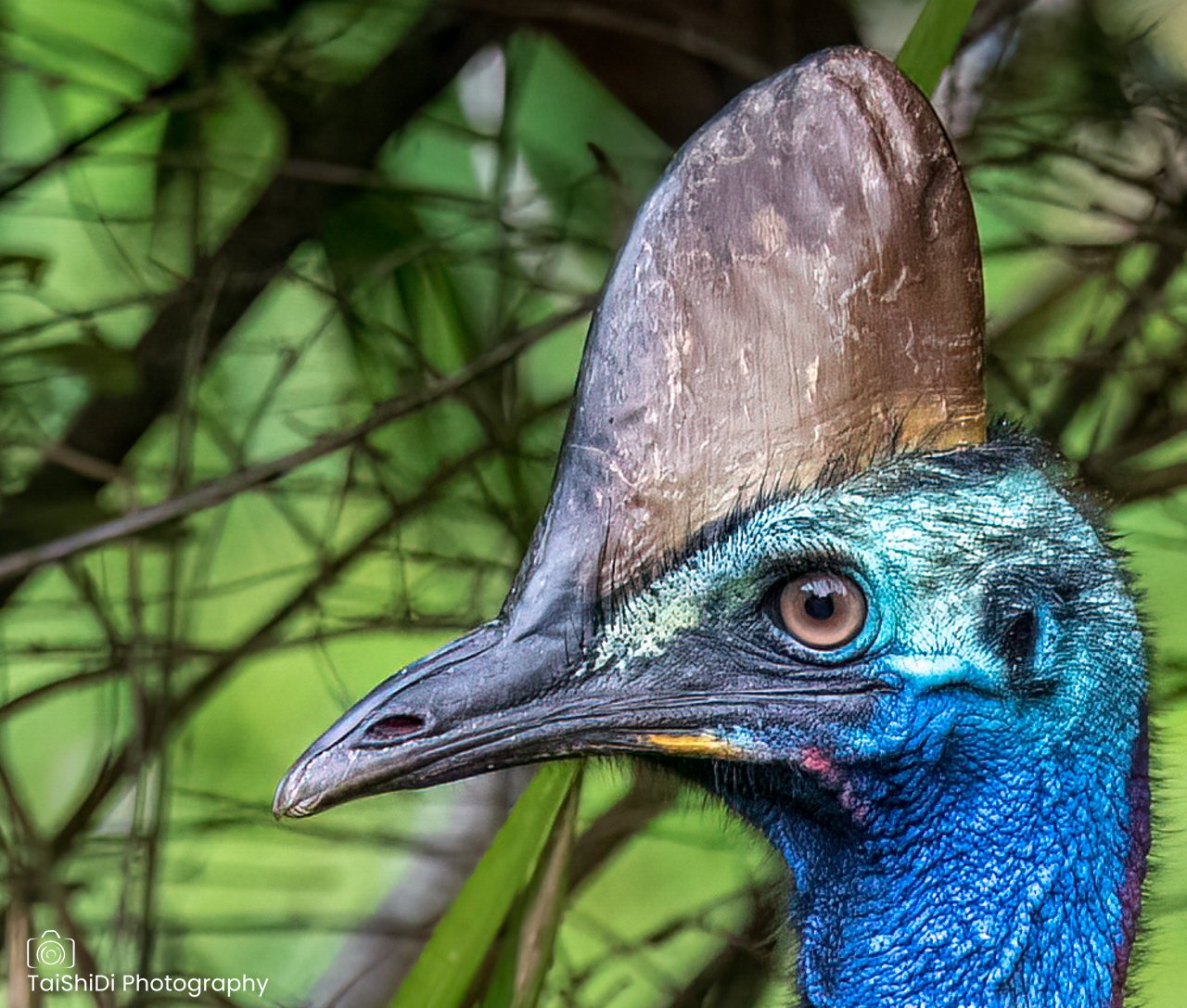 Adult female Southern Cassowary