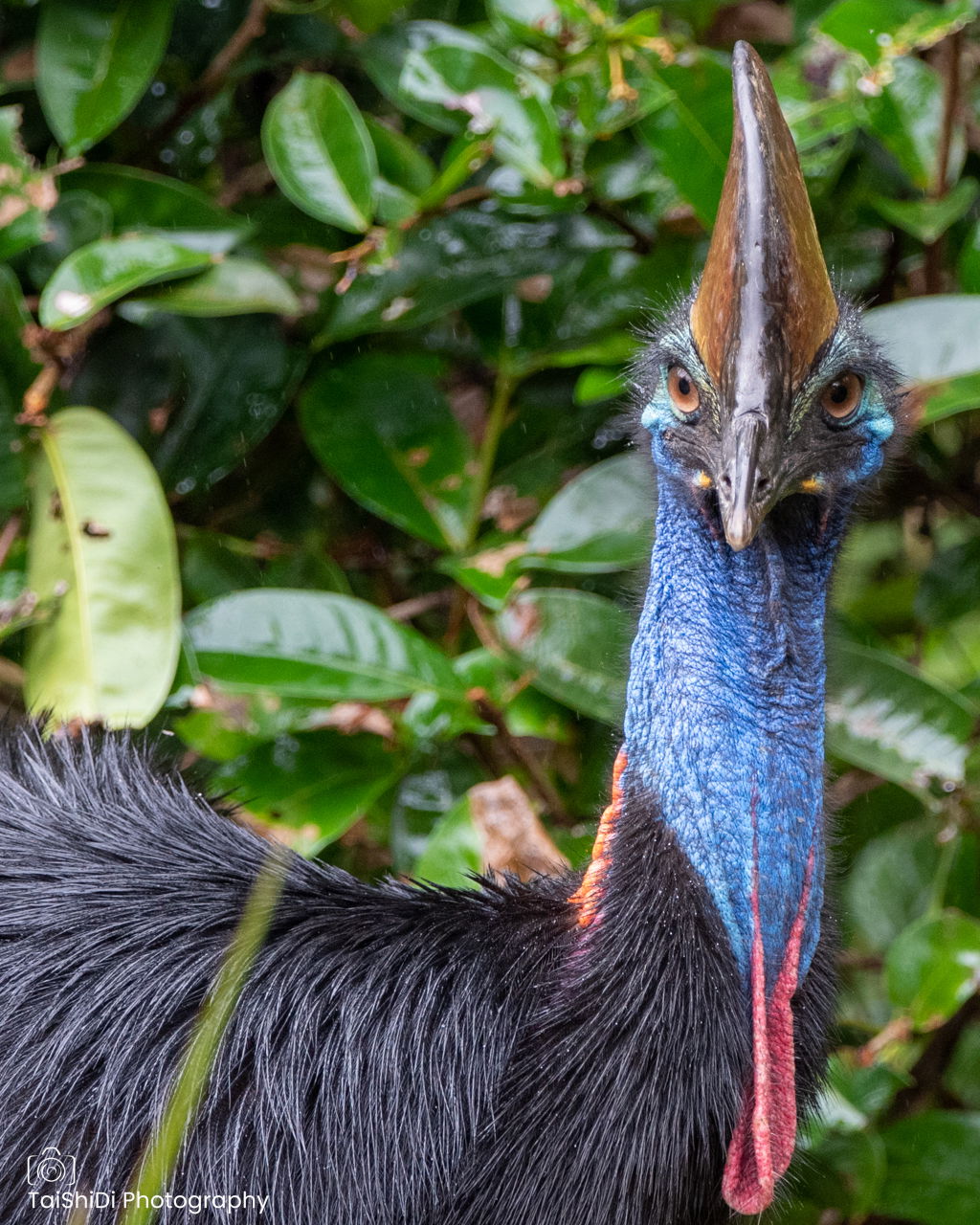 Adult female Southern Cassowary