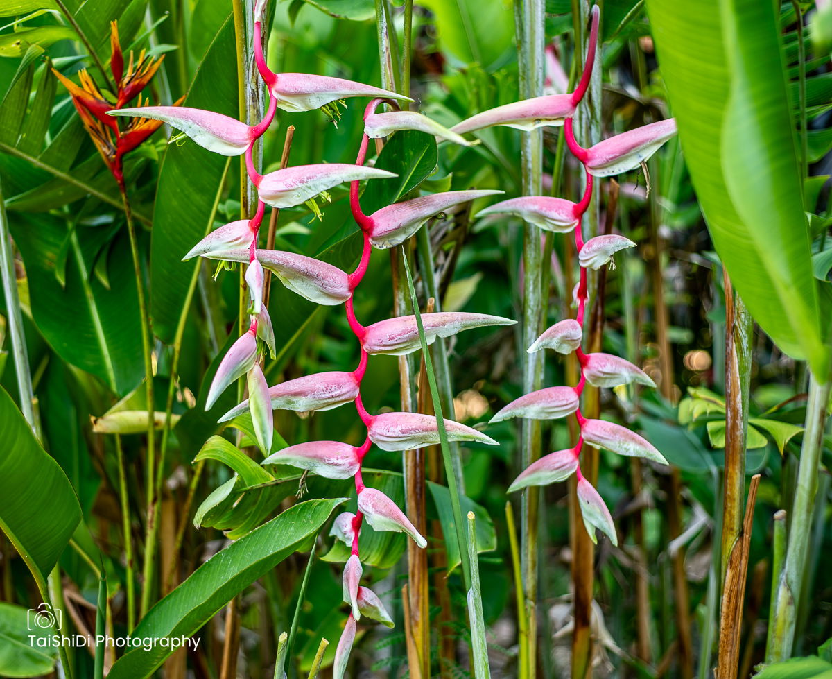 Heliconia