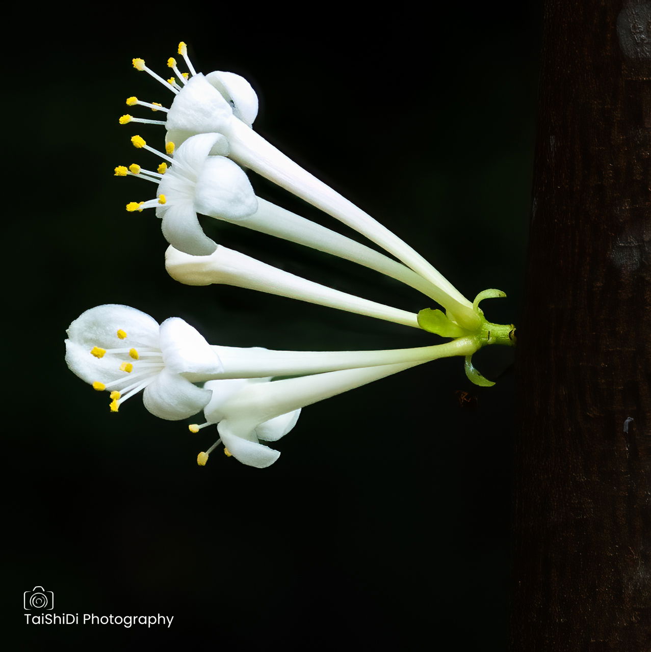 Unknown growing in my garden