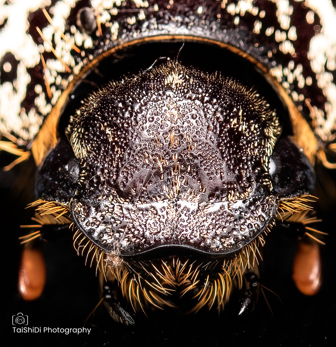 Cane Beetle (Head)