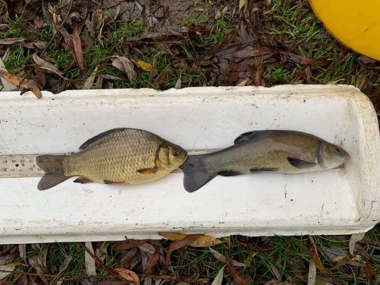 Size of Tench and Crusians put in Bucbricks 3