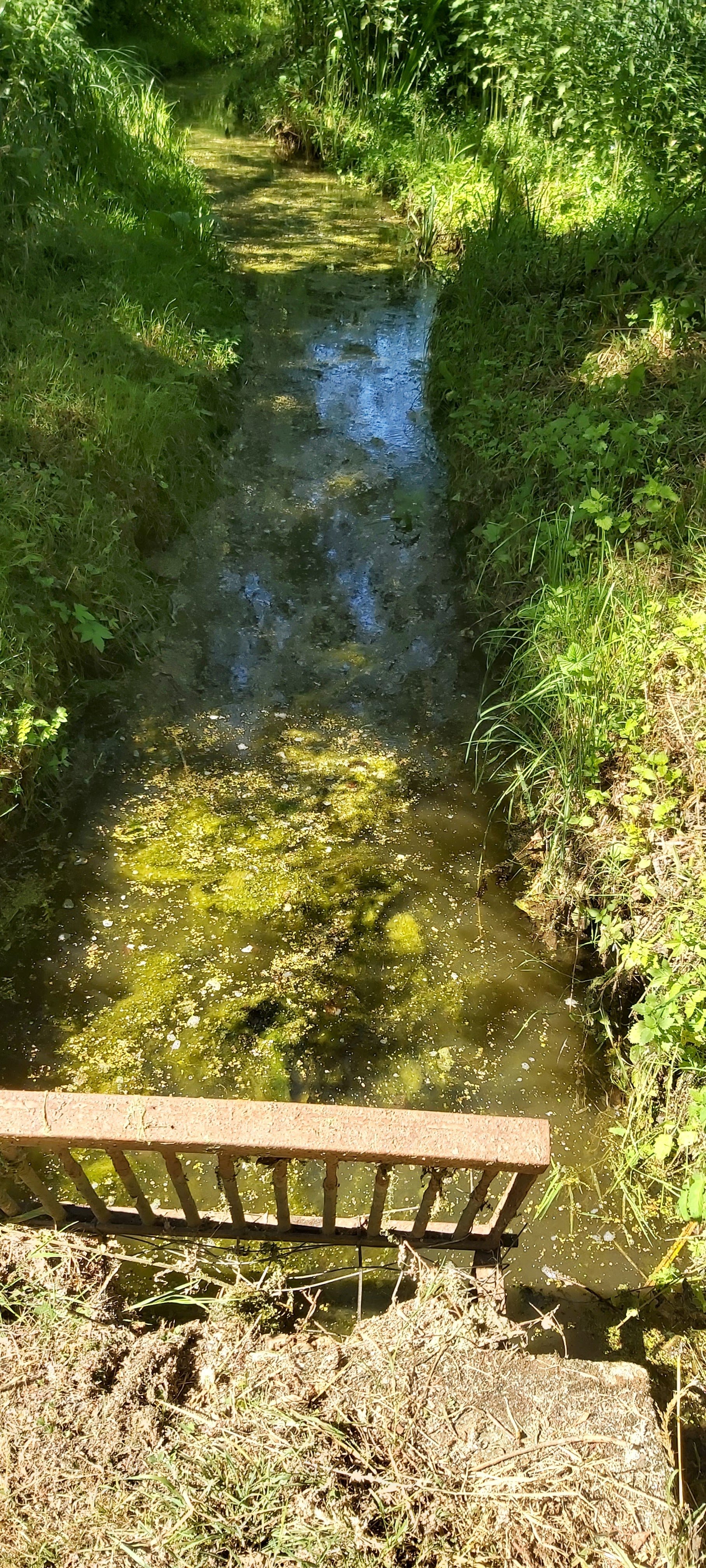 Weed going down outlet stream