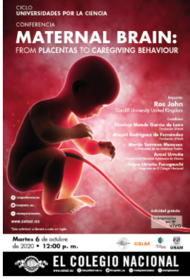 Maternal brain: from placentas to caregiving behaviour