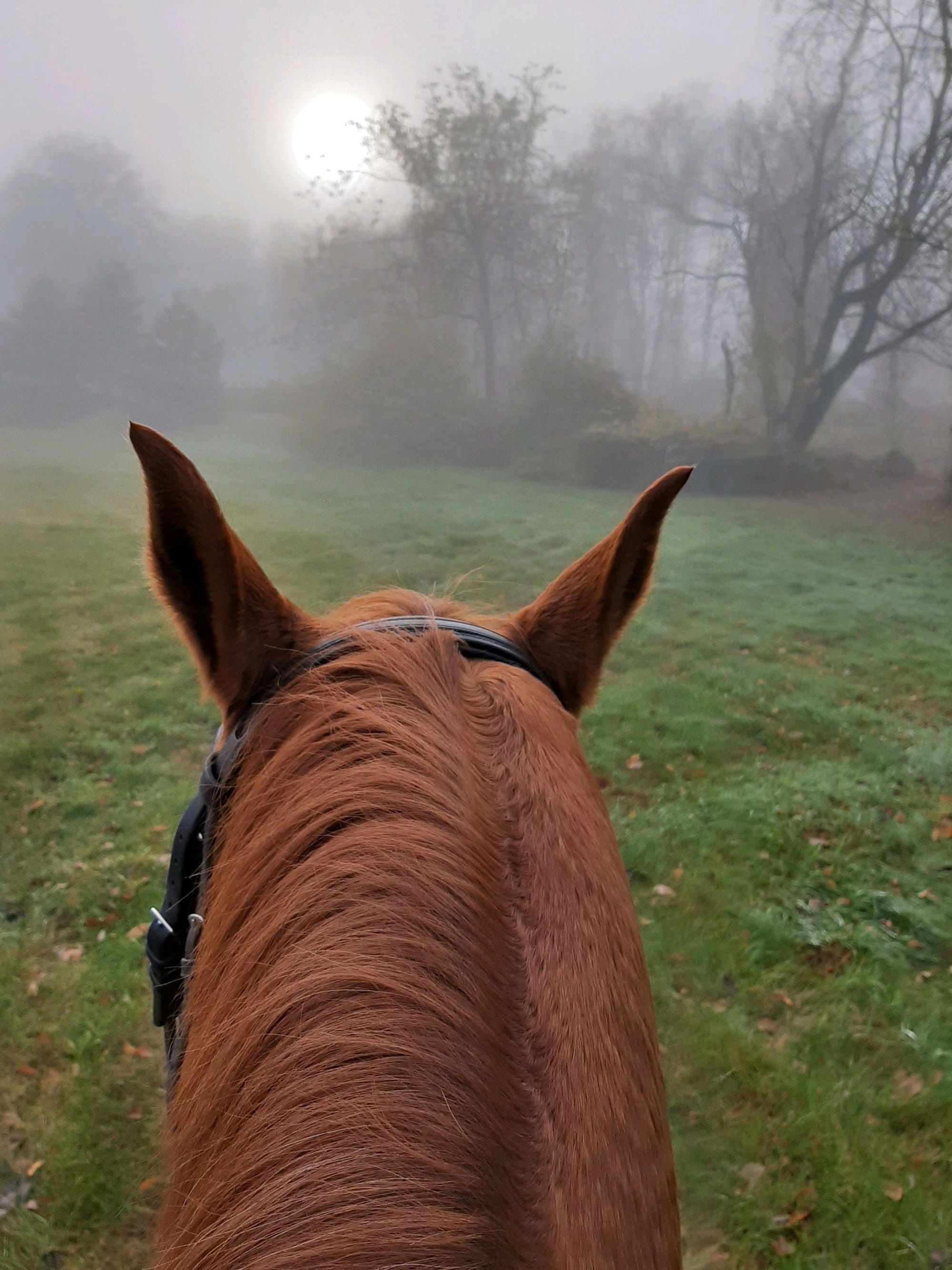 Early morning trail ride with Duke