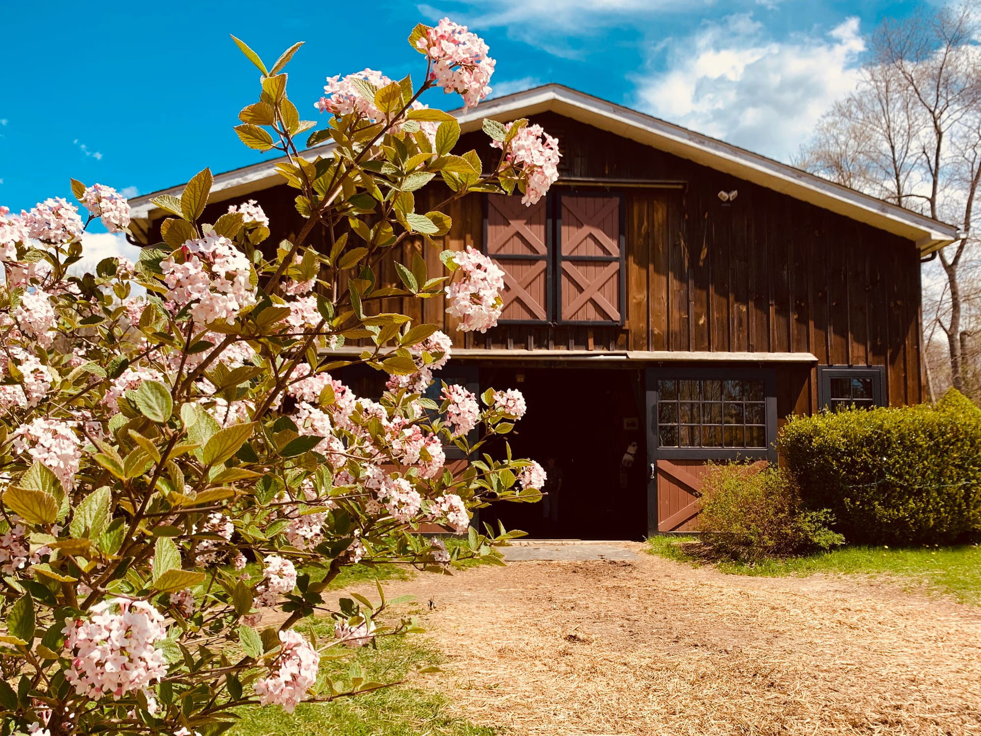 Spring at the barn