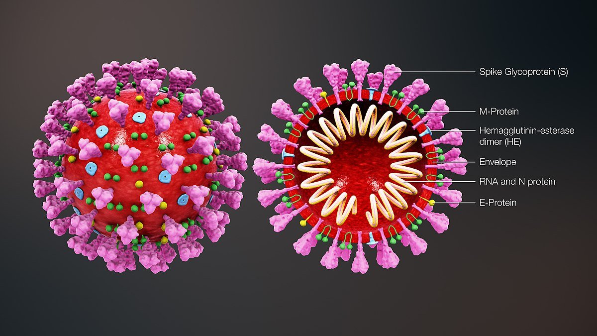 Coronavirus Glossary
