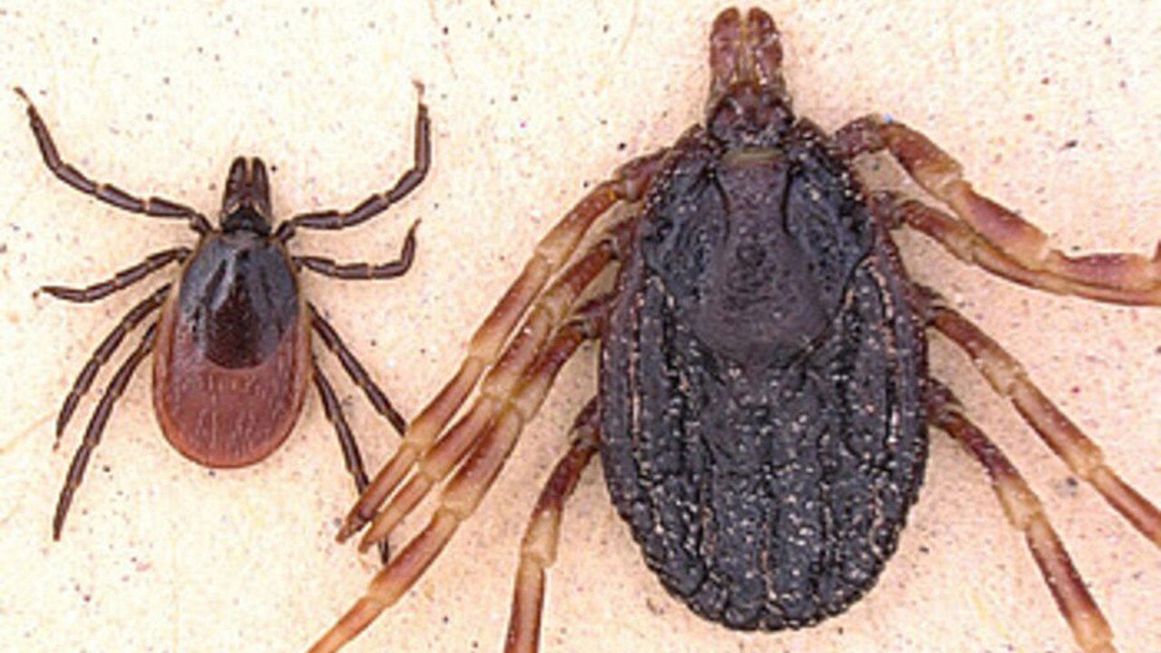 Tropical ticks threaten to bring Crimean-Congo fever to Germany