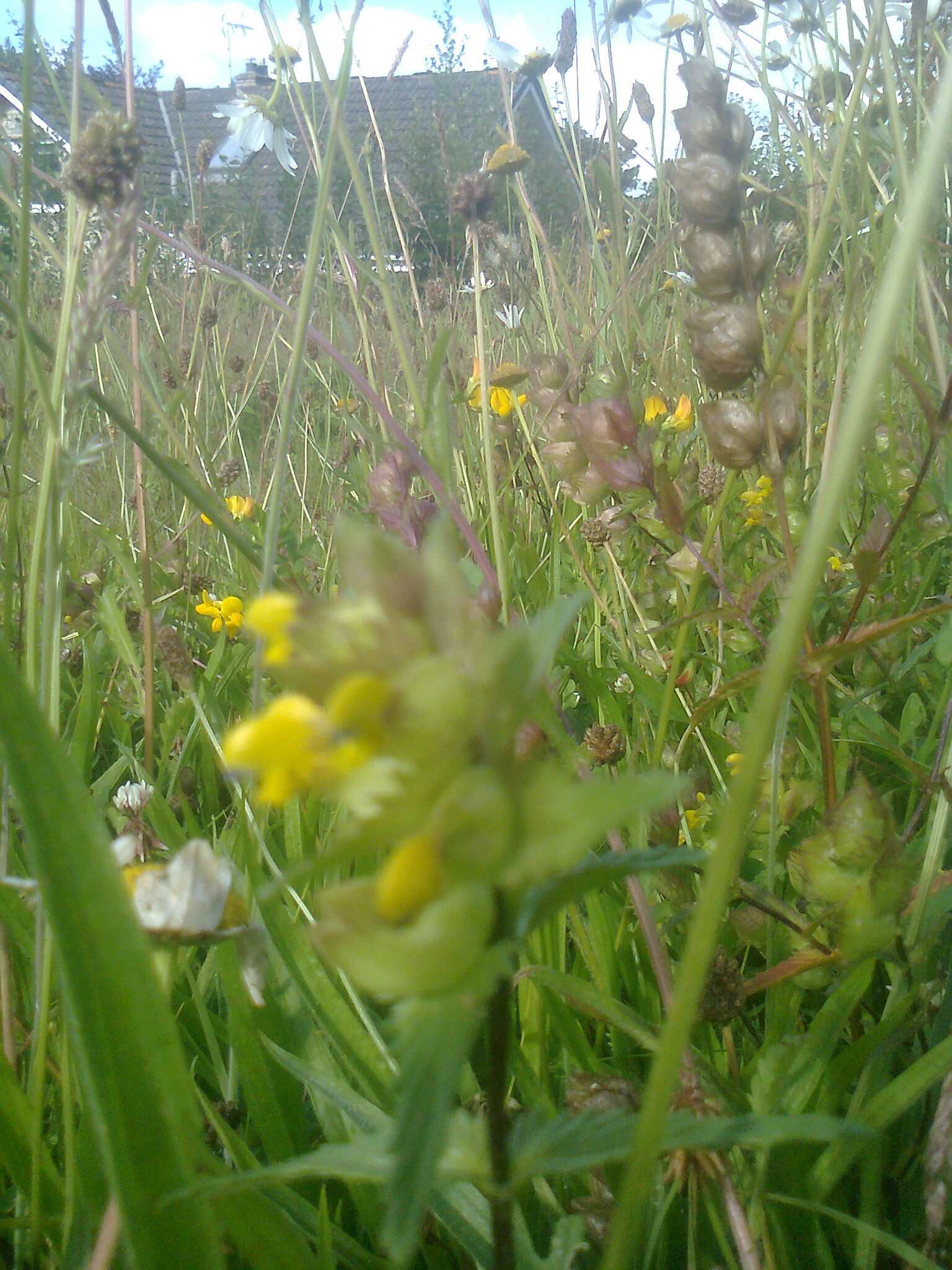 Yellow rattle (yr 3)