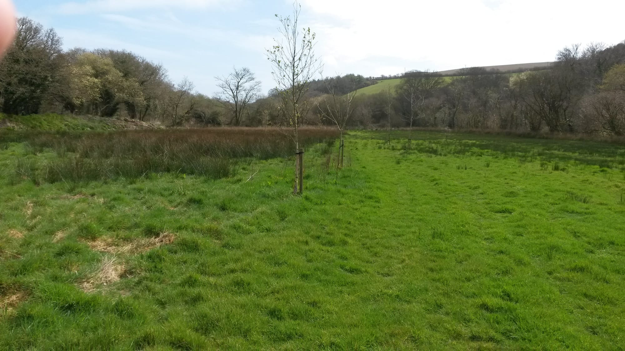 View of wet meadow in April