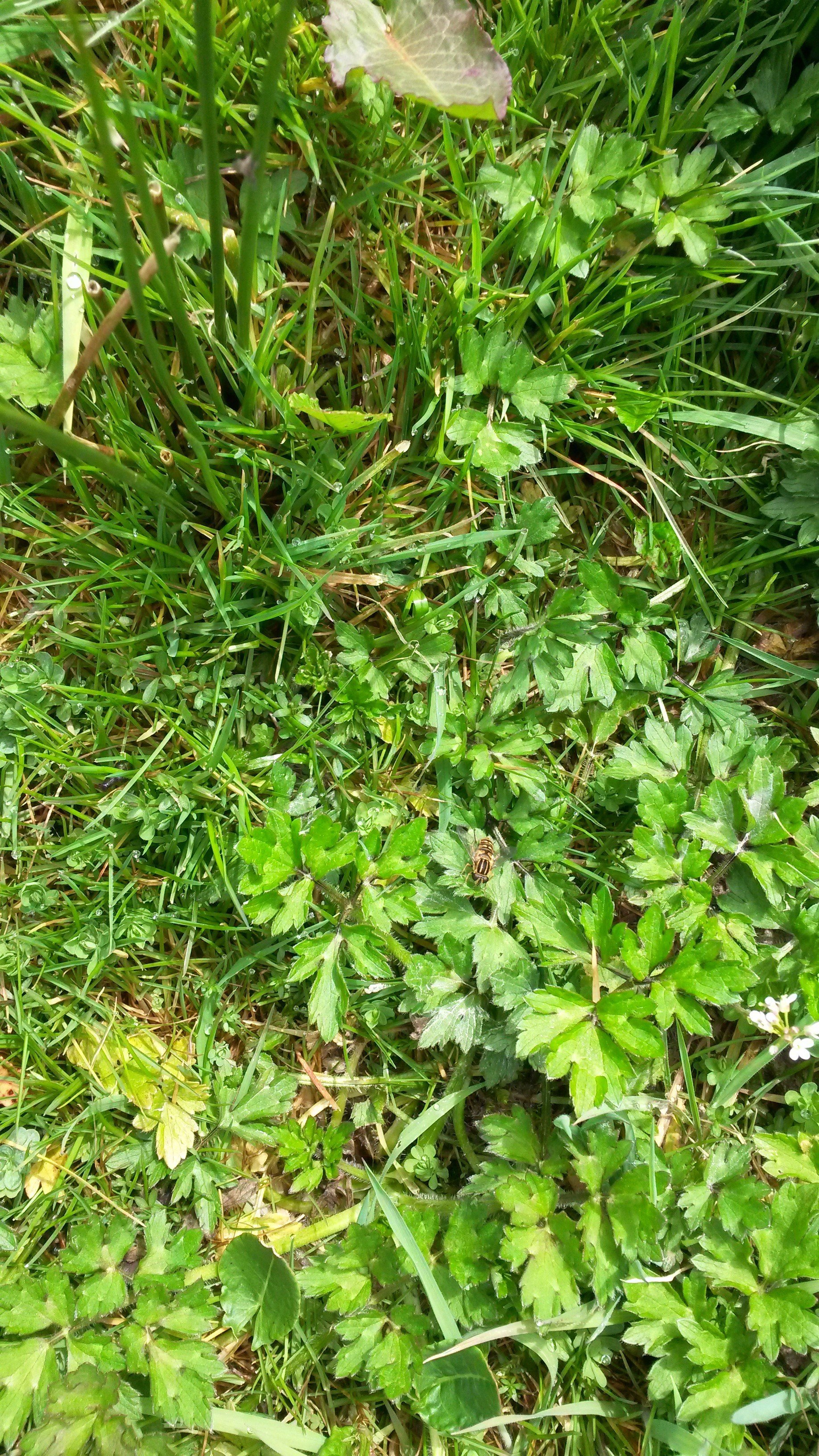 Water dropwort (Oenanthe crocata)
