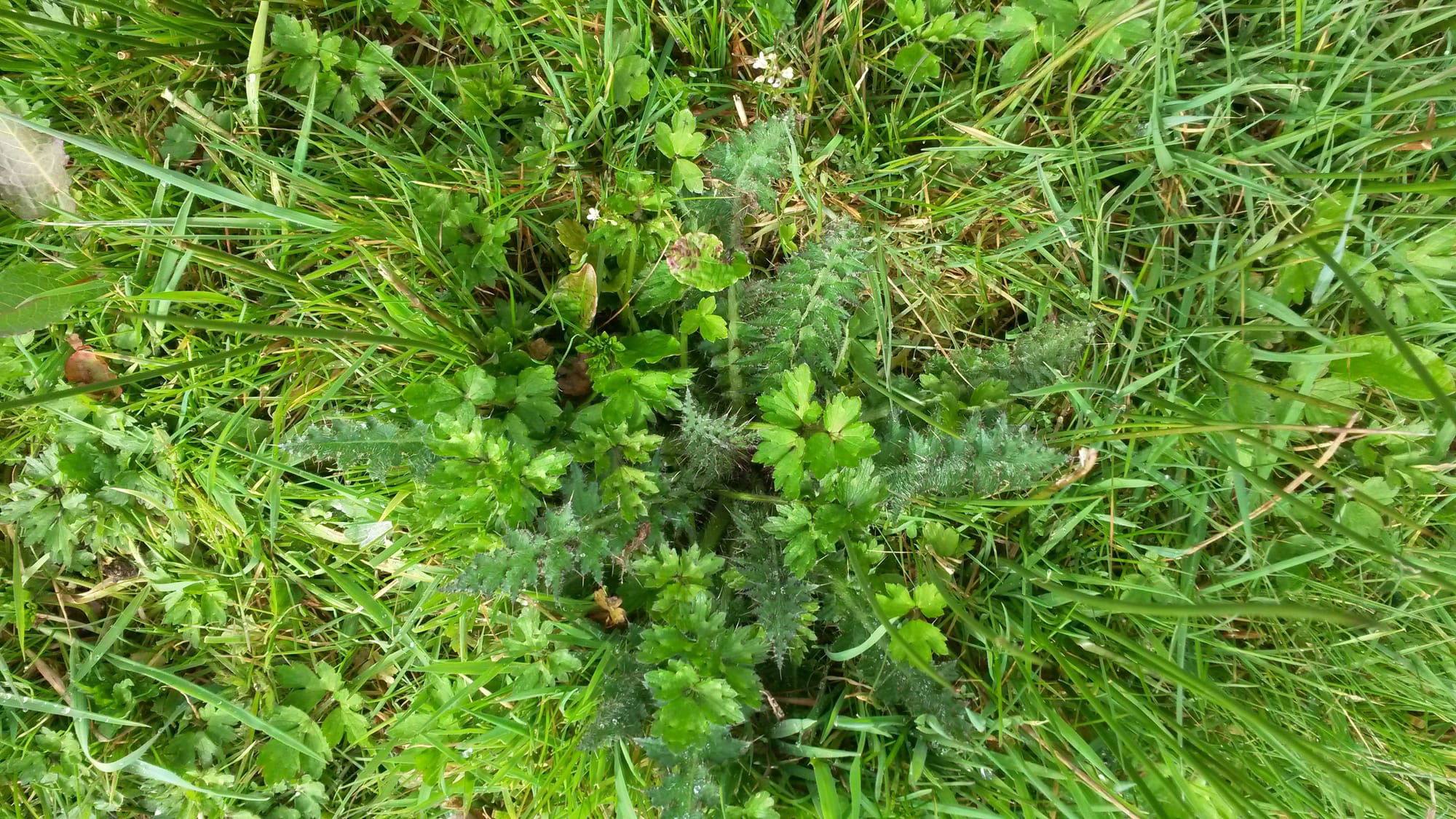 Marsh thistle (Cirsium palustre)