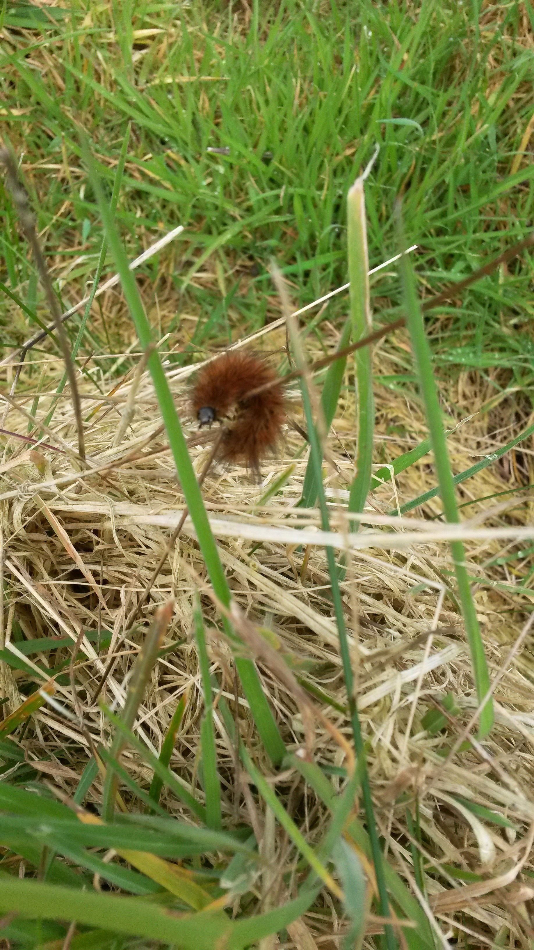 Ruby Tiger Moth Caterpillar??