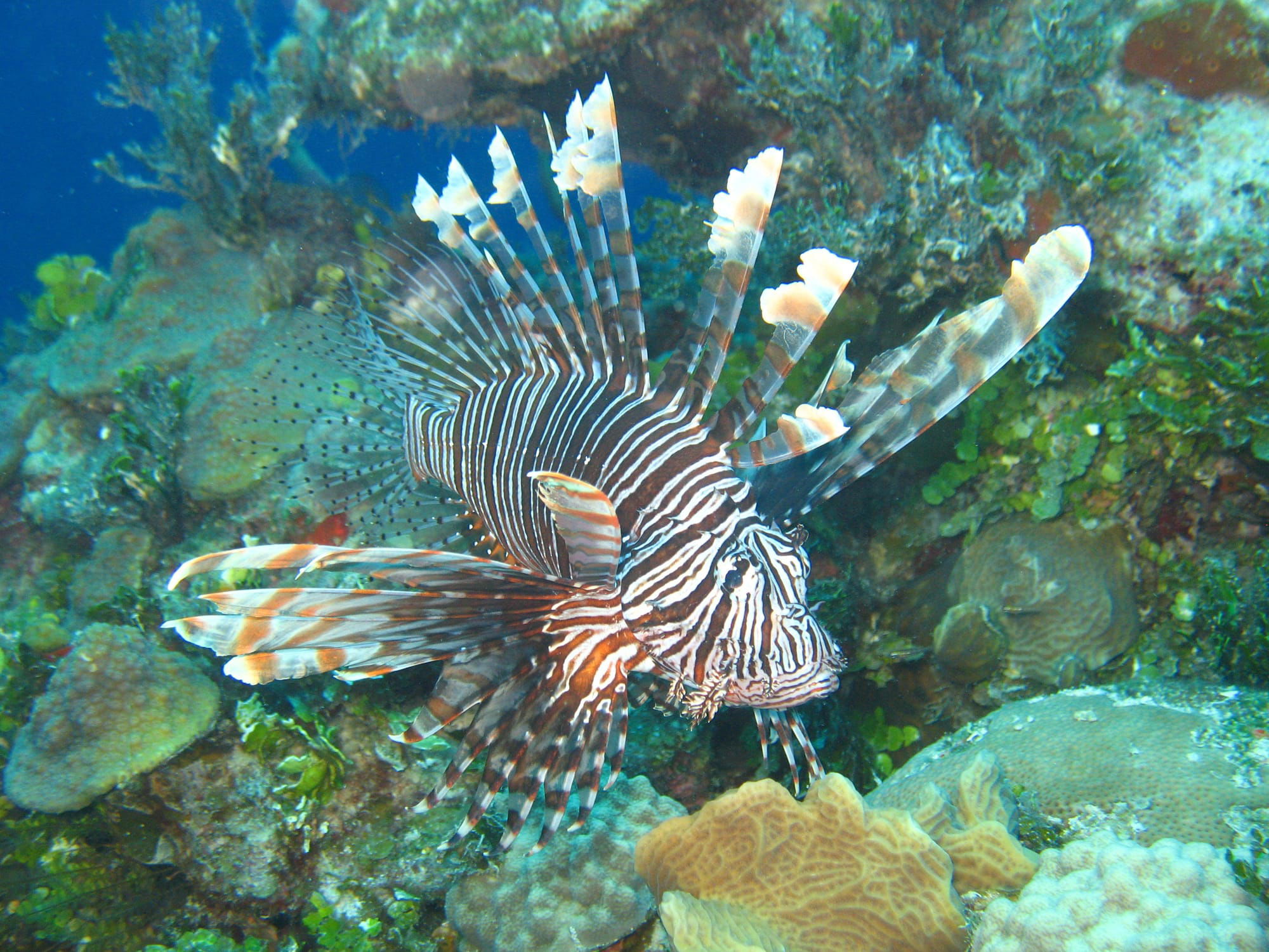 The Trouble with Lionfish Control