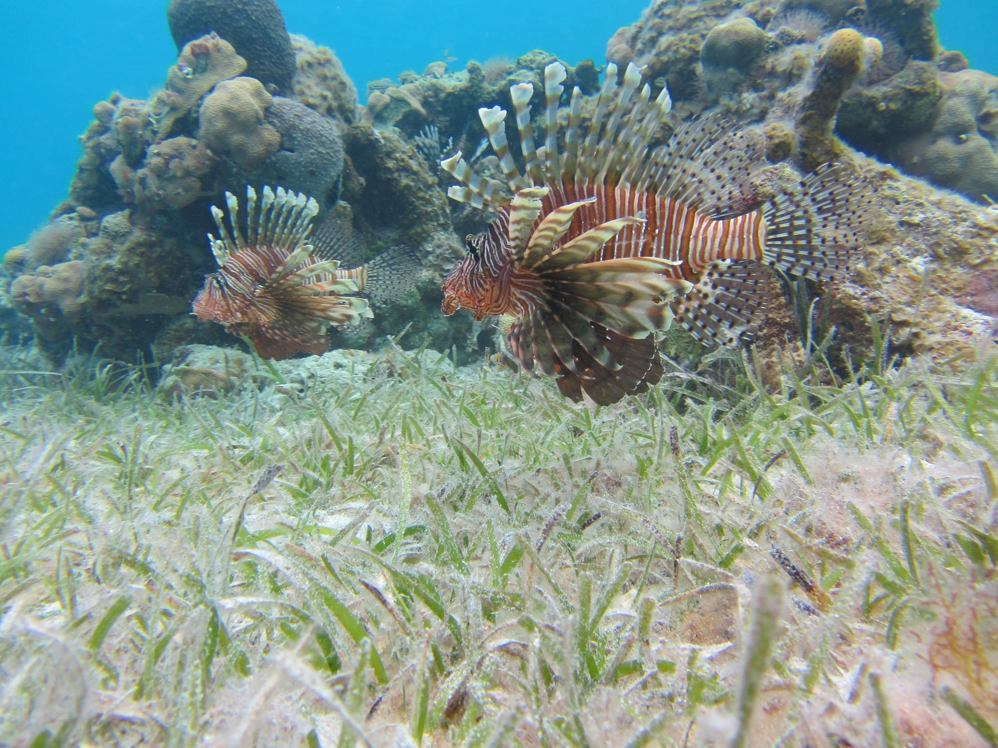 Should we eat lionfish to control their numbers?