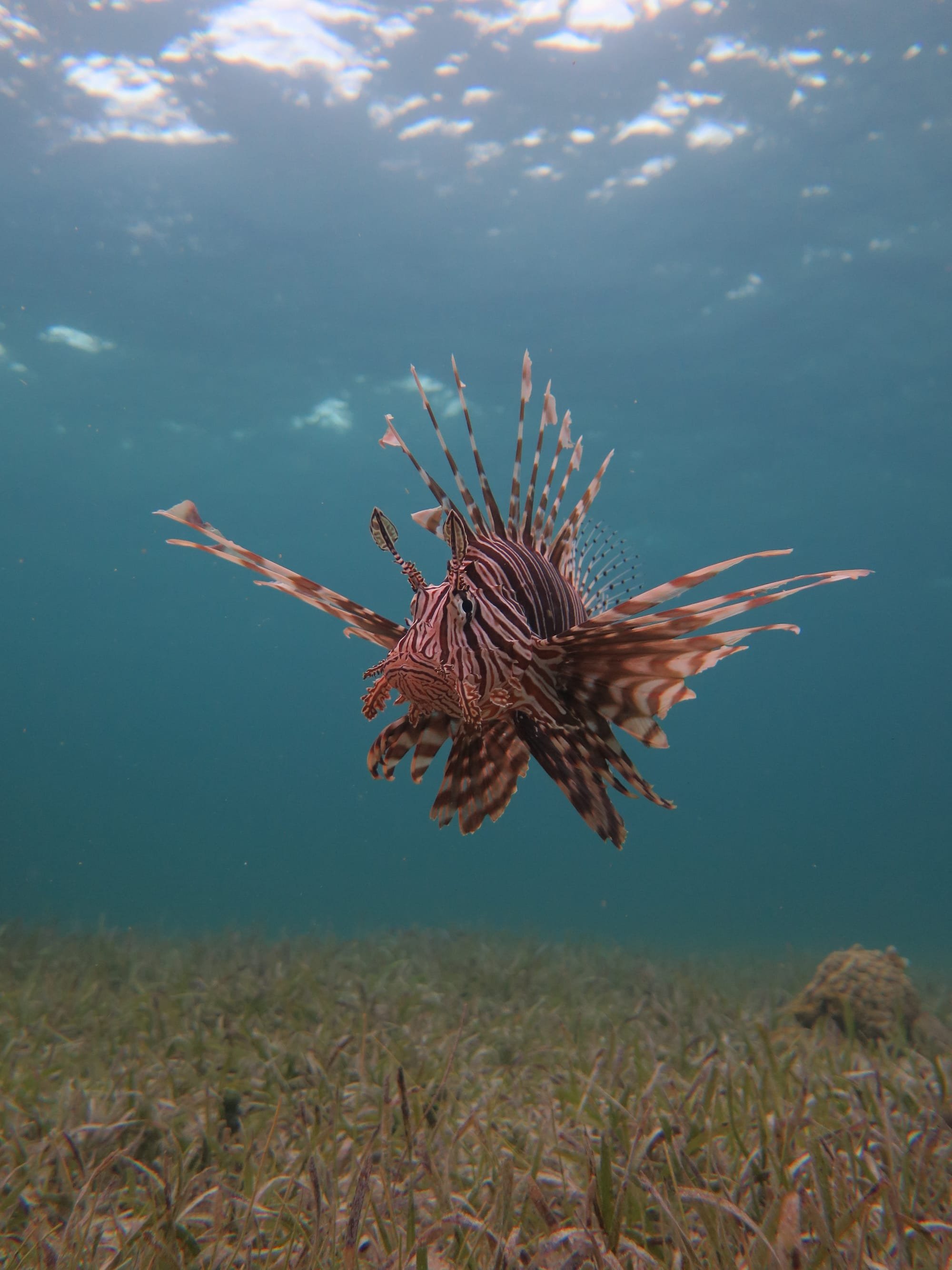 How fear of being eaten might help keep invasive lionfish from taking over reefs