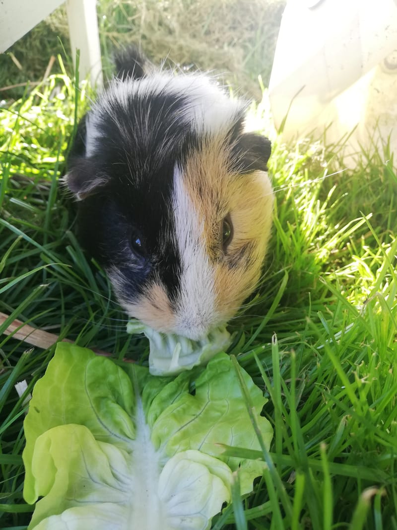 Small Animal Boarding whatthecluckholidayboarding.co.uk