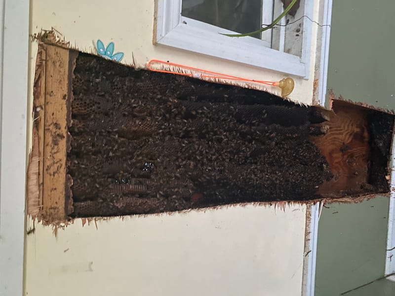 Bees In The Wall All Bees Removal