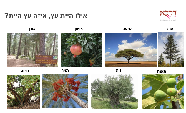 כי האדם עץ השדה  אילו הייתי עץ איזה עץ הייתי?/ רשת דרכא