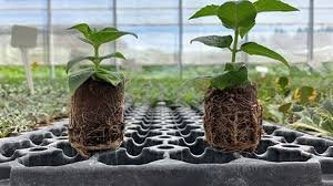 وحدات استشعار متناهية الصغر تثبت في أنسجة النبات لقياس نسب الزرنيخ في التربة الزراعية