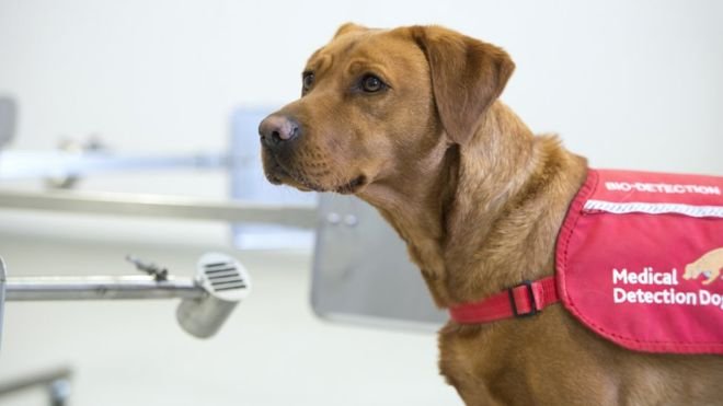 دراسة: الكلاب يمكن تدريبها لاكتشاف إصابتك بفيروس كورونا