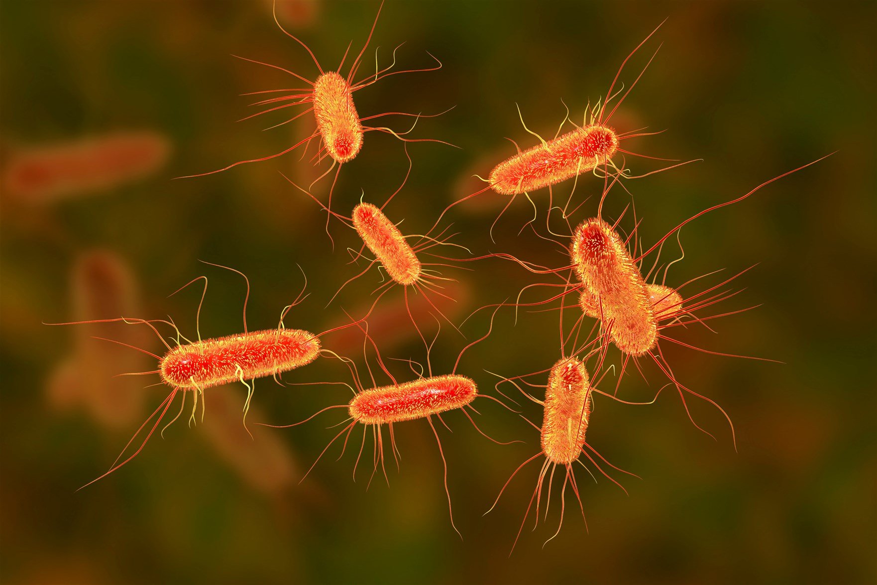 دراسة أمريكية: سم بكتيريا الإيكولاى يؤدى إلى مشاكل غذائية