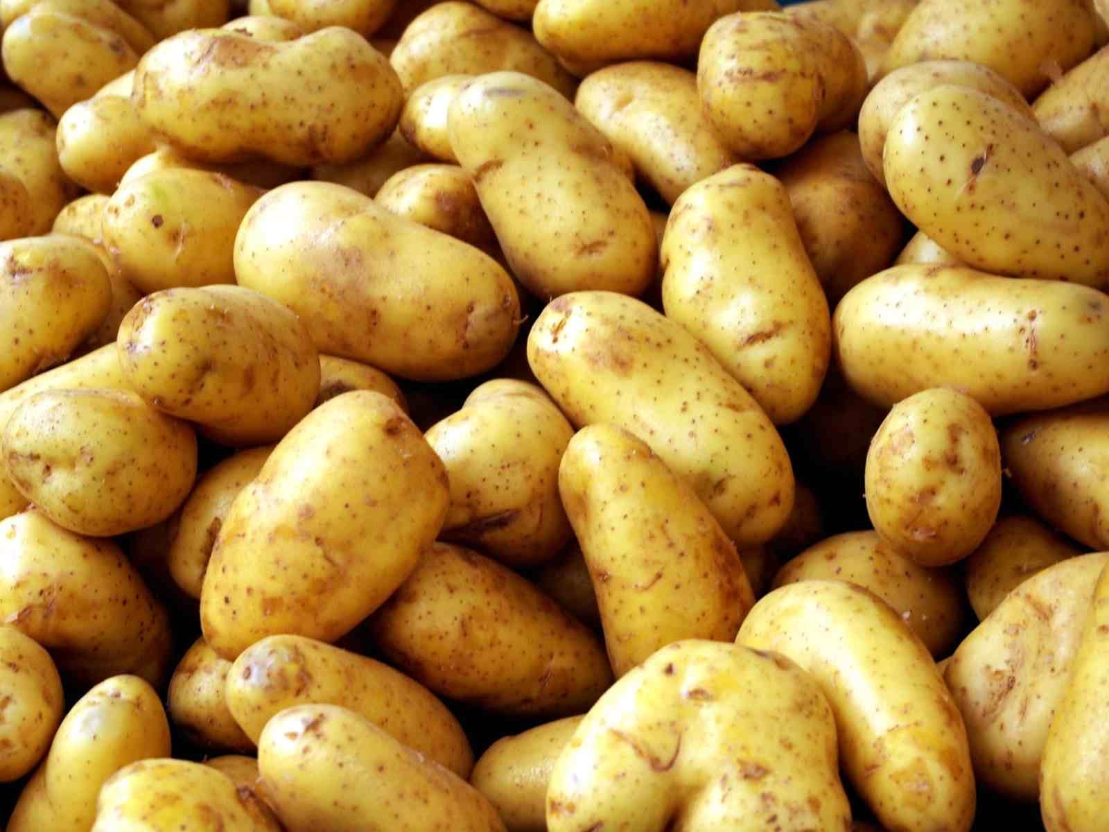 مزارعون مصريون يتخلصون من محصول البطاطس.. ما السبب؟