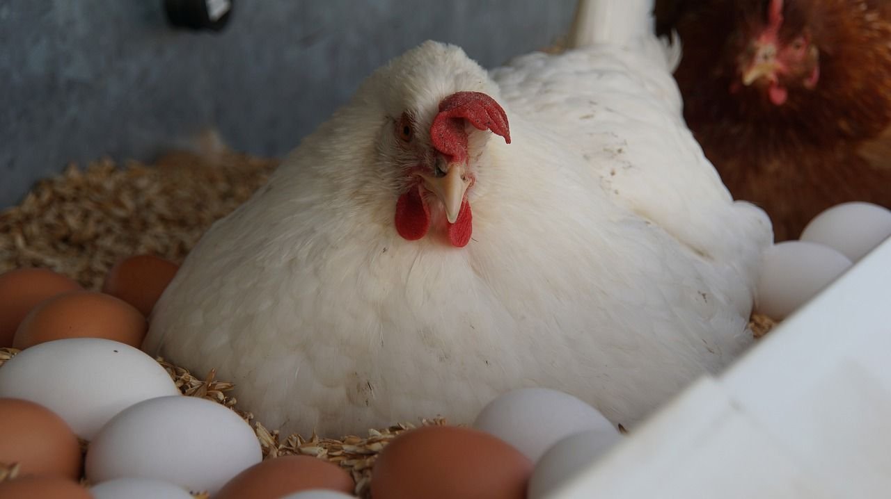 البيض مقابل الدجاج... تقرير يكشف الفوائد الصحية والآثار الجانبية لكل منهما