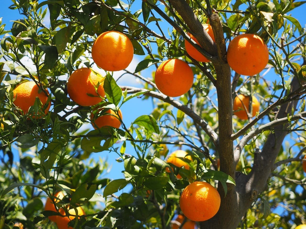 مصر تتربع على عرش صادرات البرتقال في العالم