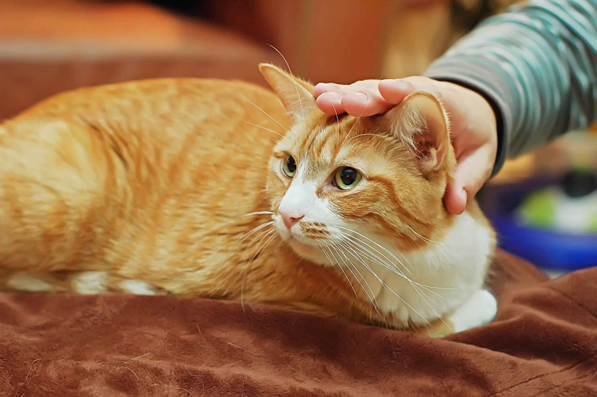 دراسة صينية: القطط أكثر الحيوانات الأليفة المعرضة للإصابة بفيروس كورونا