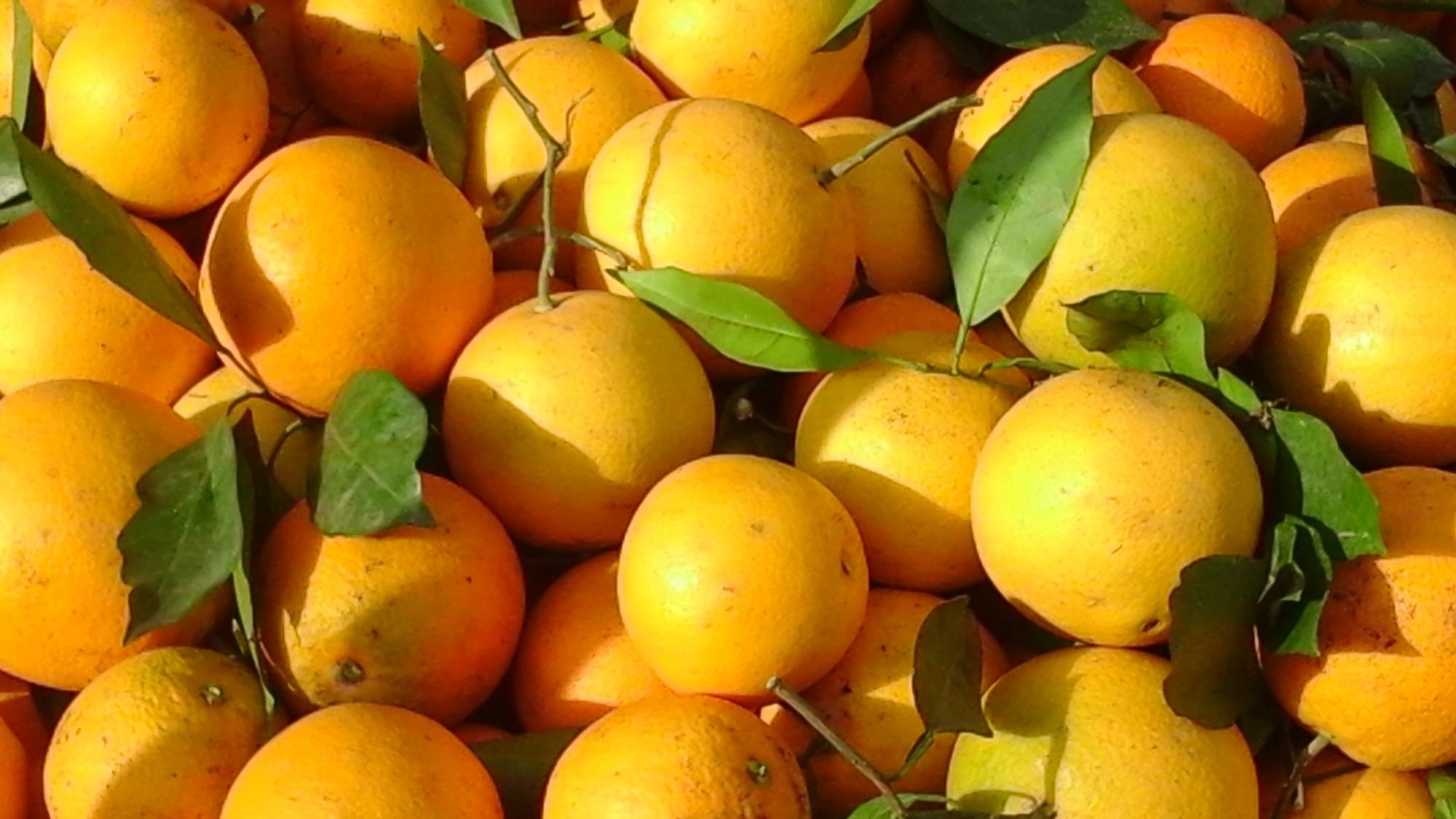 البرتقال التونسي.. زيادة في الإنتاج وصعوبات في التصدير