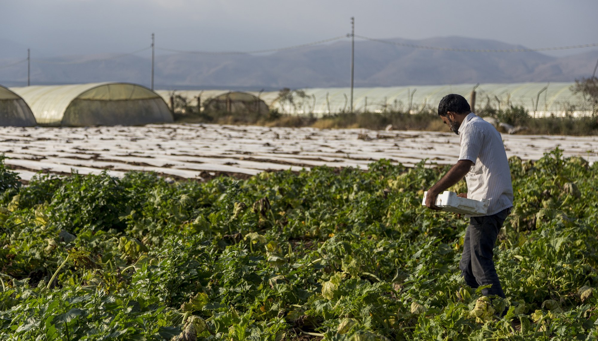 الأردن تخفض رسوم تصاريح العمل لعمال الزراعة والمخابز الوافدين بنسبة 50% لمدة 3 أشهر