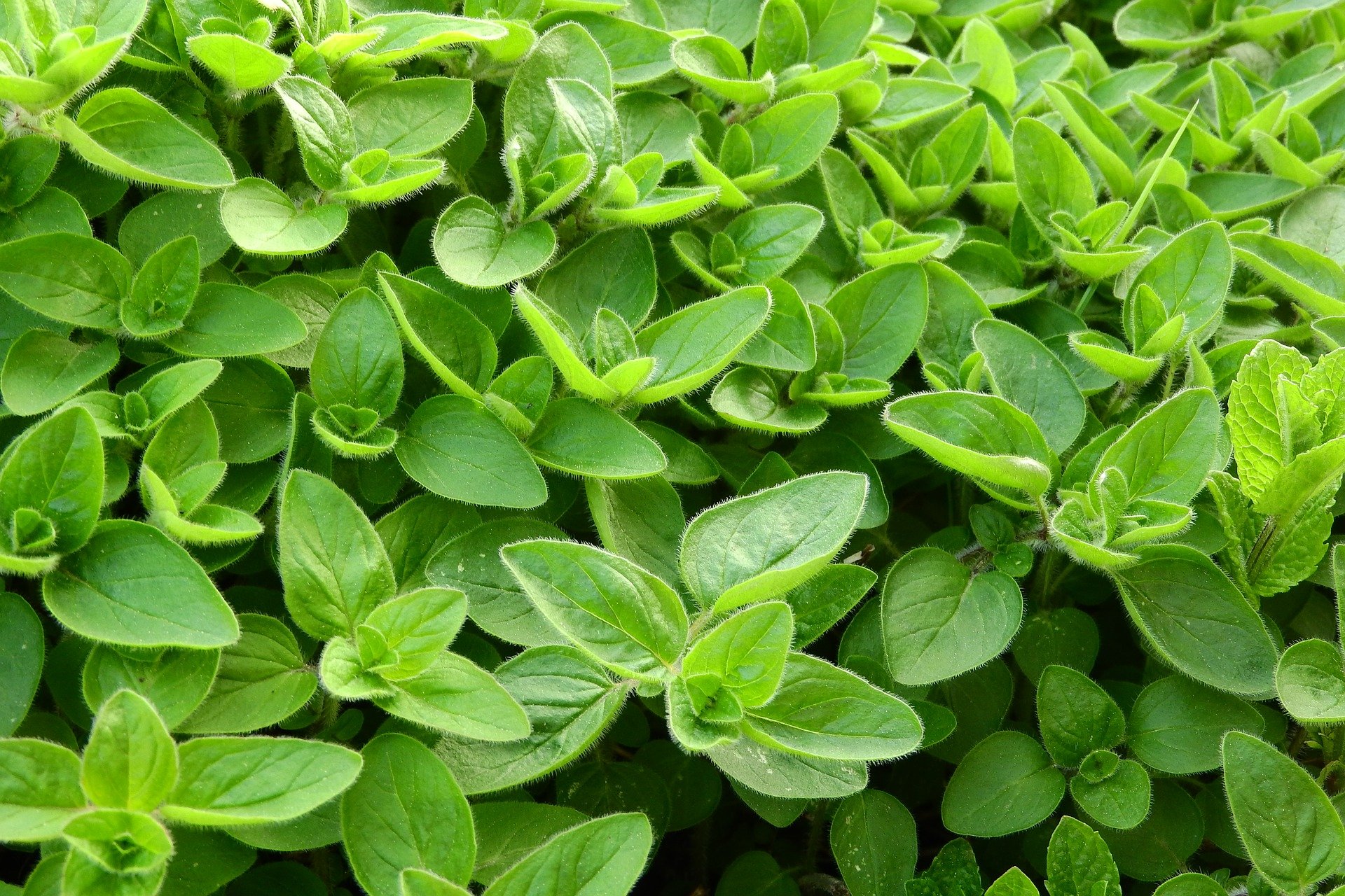 5 أعشاب سحرية يمكنها تخليصك من مشاكل الرئة والجهاز التنفسي