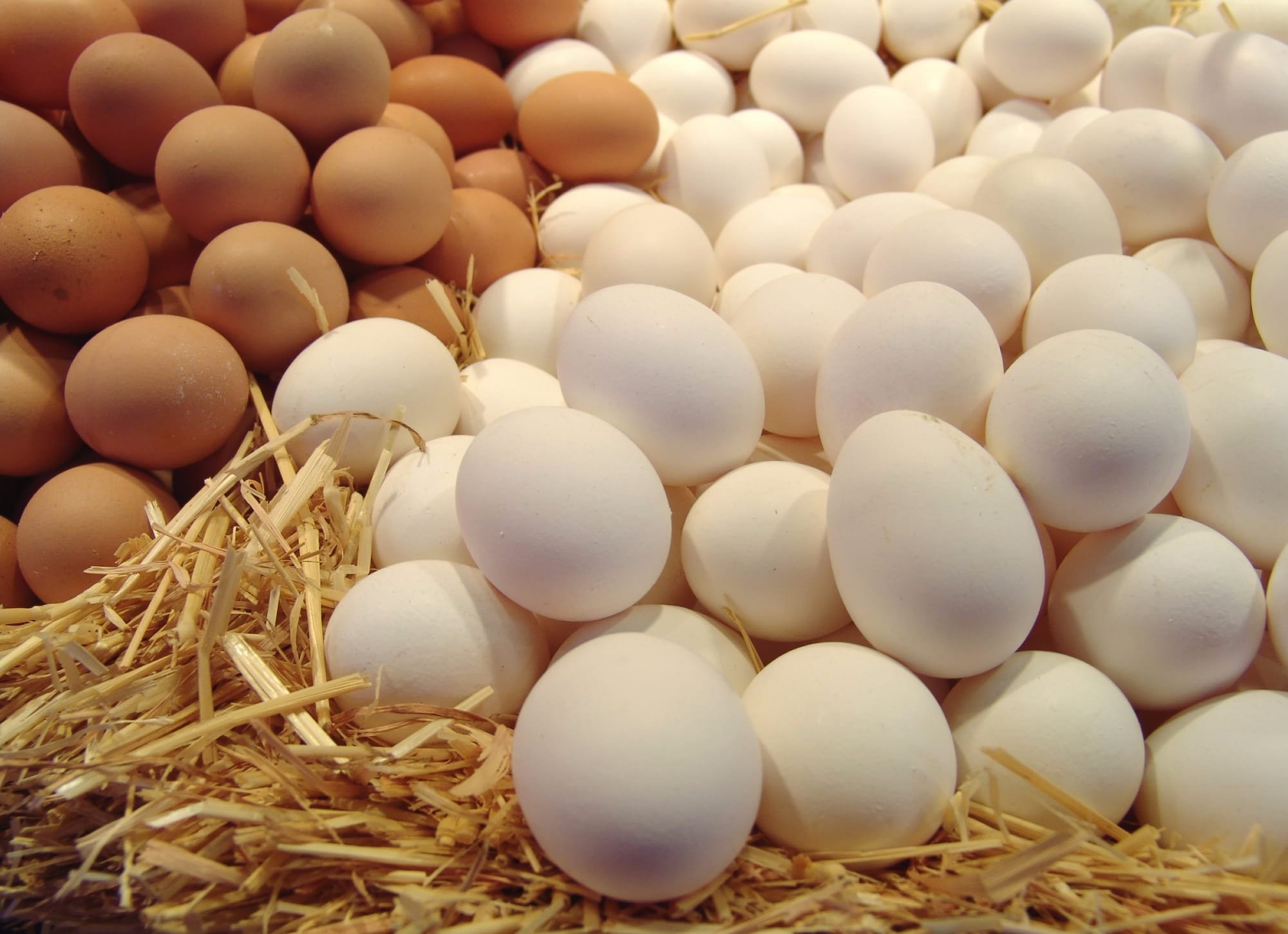 كيف نختار بيض الطعام؟