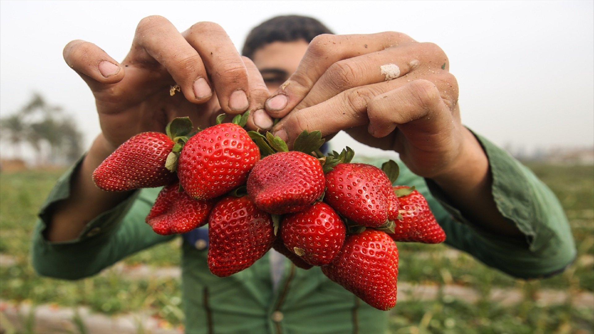 مليون طن صادرات مصر الزراعية خلال يناير وفبراير 2021