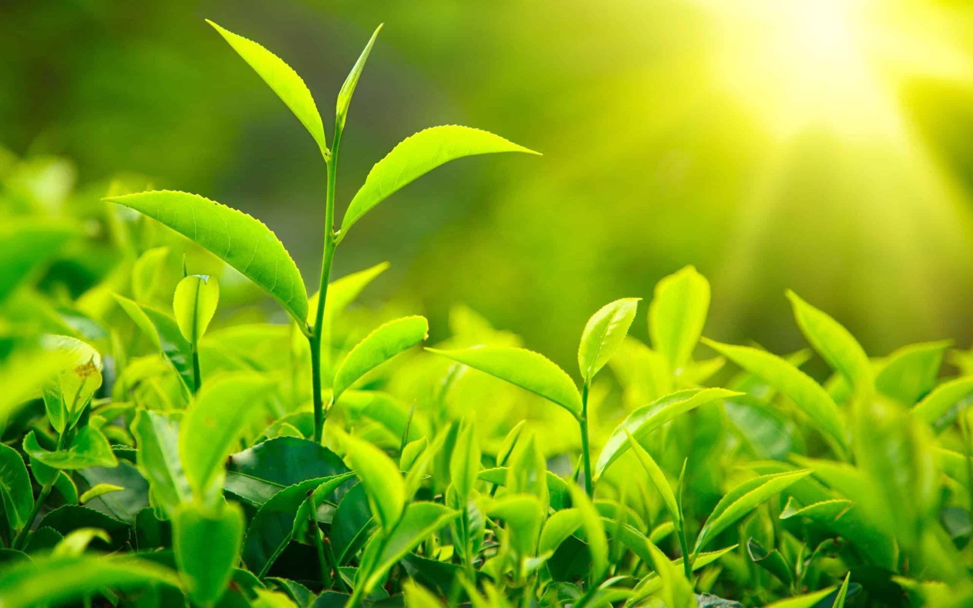 فوائد جديدة لمستخلصات الشاى الأخضر في علاج تشوهات متلازمة "داون"