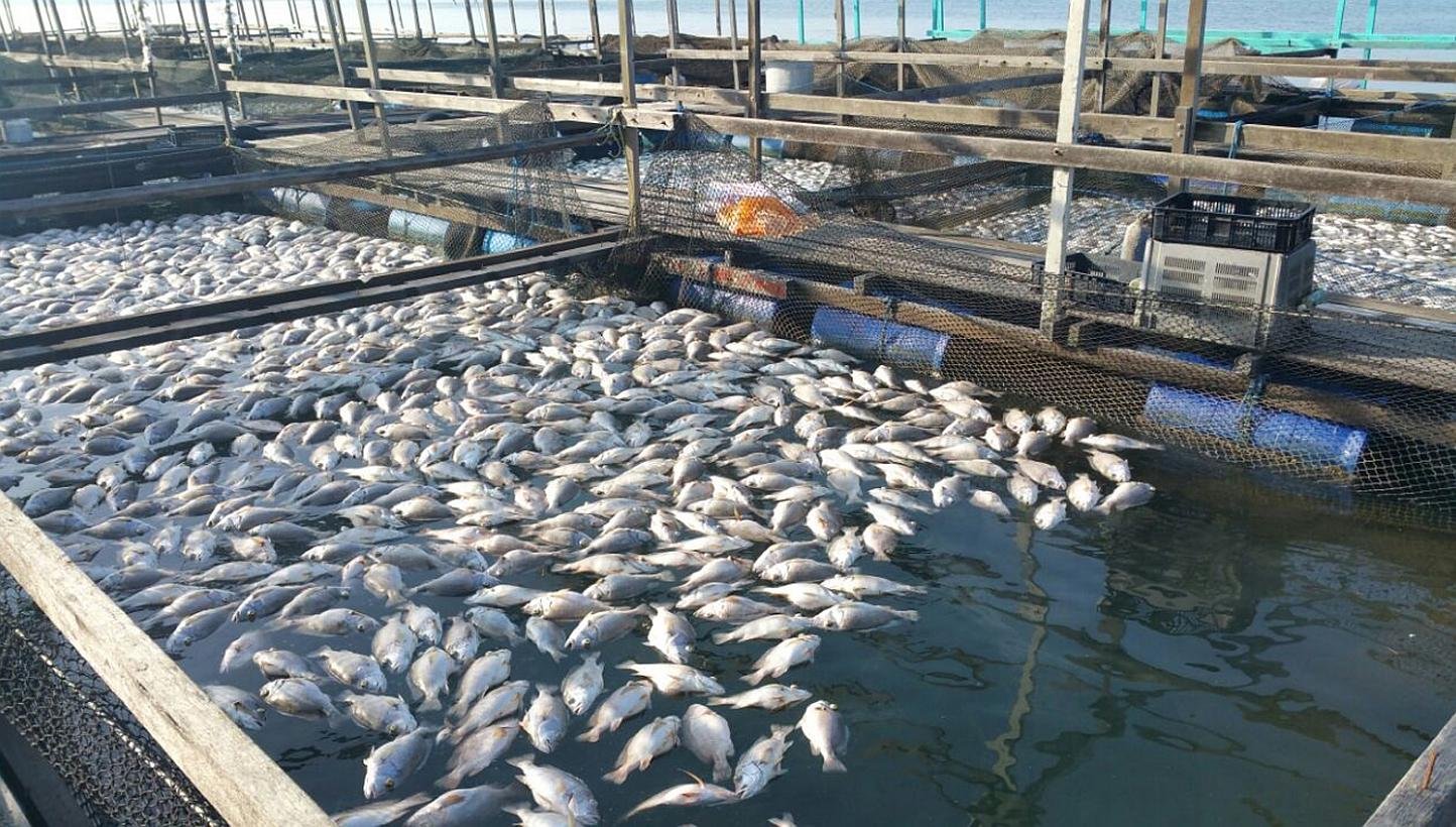 الاتحاد المصري للتأمين: فرص كبيرة في تأمين المزارع السمكية