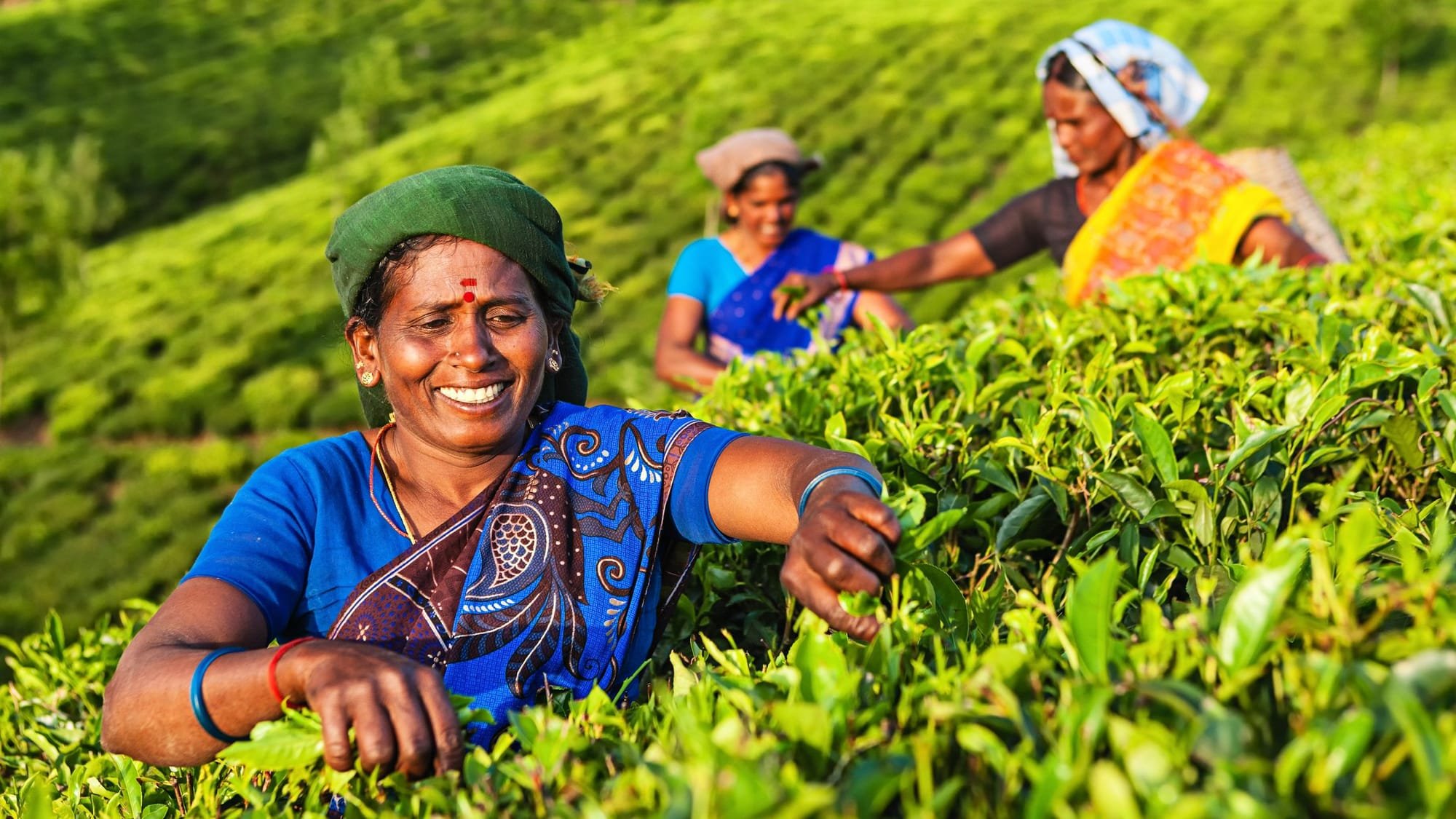 أسعار الشاي مرشحة للارتفاع بسبب الوضع الوبائي في الهند